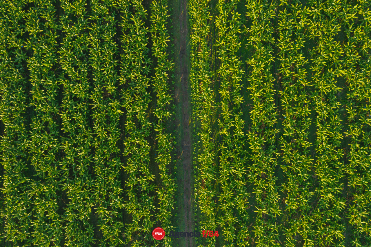 Plantación de plátano en Tecomán.
