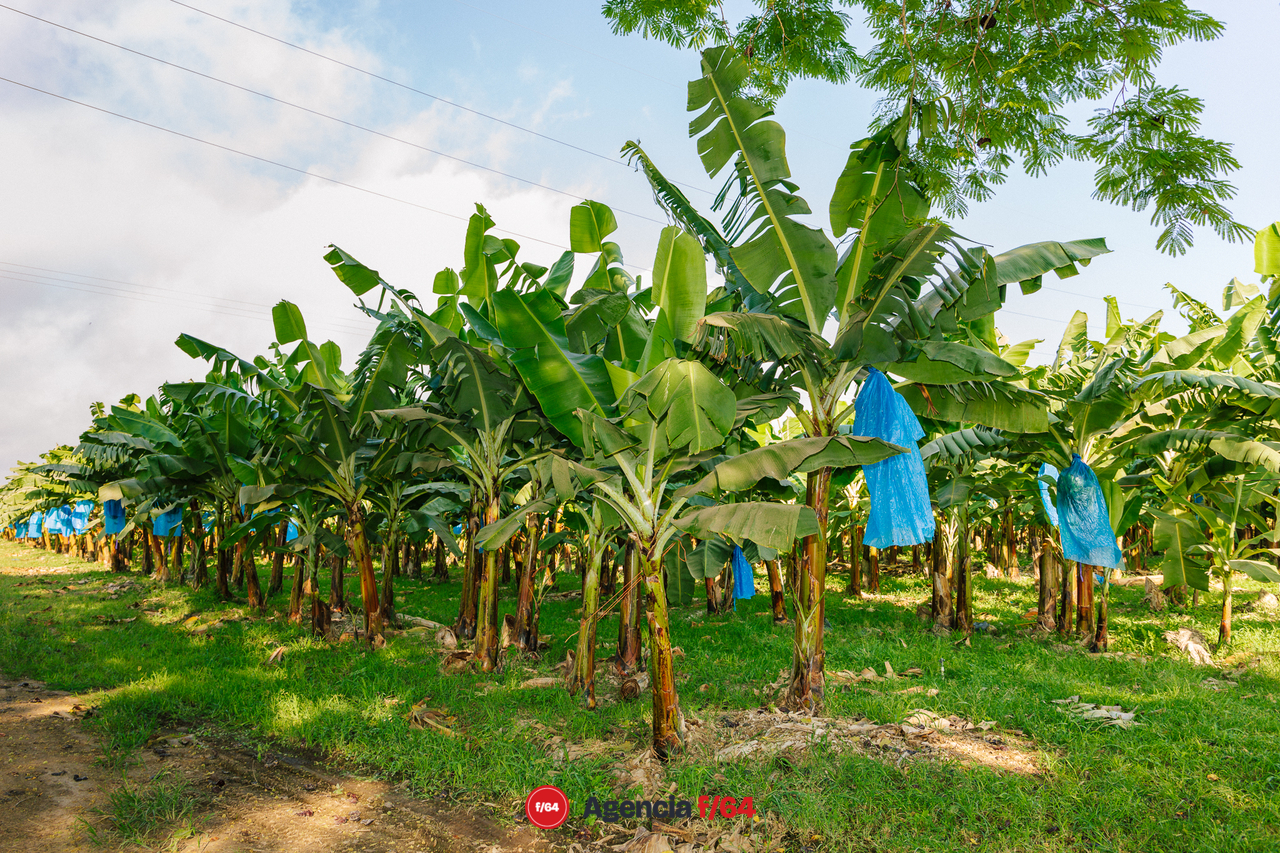 Tecomán es uno de los municipios que mas plátano produce en el Estado. EL producto de exportación llega a mercados como el japonés.