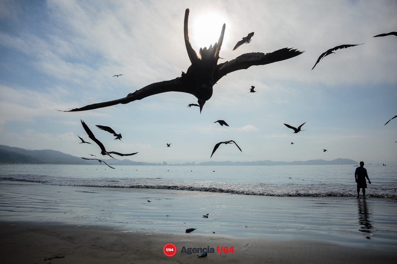 Las aves acompañan a los pescadores mar adentro y al llegar a la costa esperando la oportunidad de hacerse de algo de la pesca del día.

Manzanillo, 2020
#LaDiaria