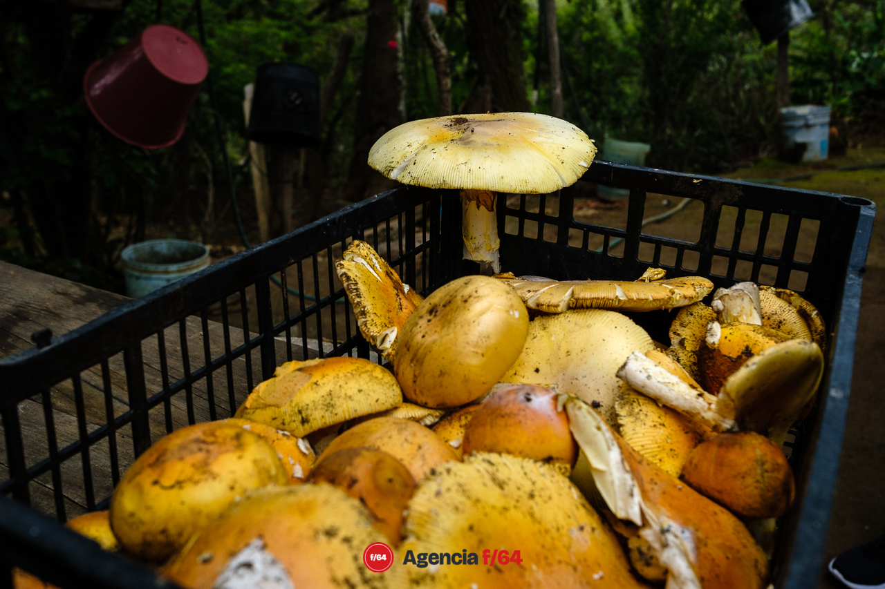 En las comunidades de Lagunitas y El Terrero en la zona de la Reserva de la Biosfera de Manantlán es temporada de hongos comestibles.
Las cocineras tradicionales los preparan de diversas maneras, pasando por hongos a la mexicana, tamales y el pozole de hongos.