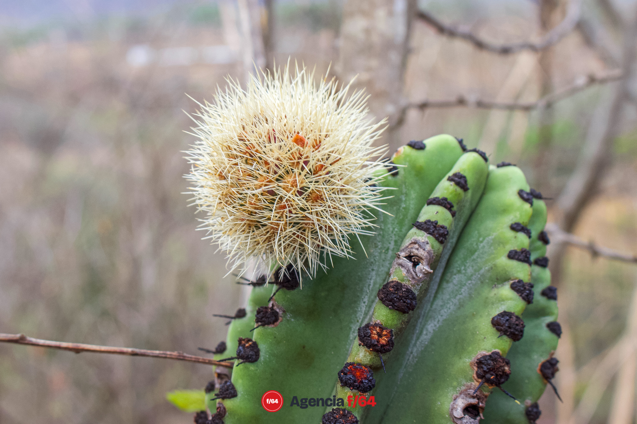 Pitaya antes de ser cortada y despojada de sus espinas.

#LaDiaria.