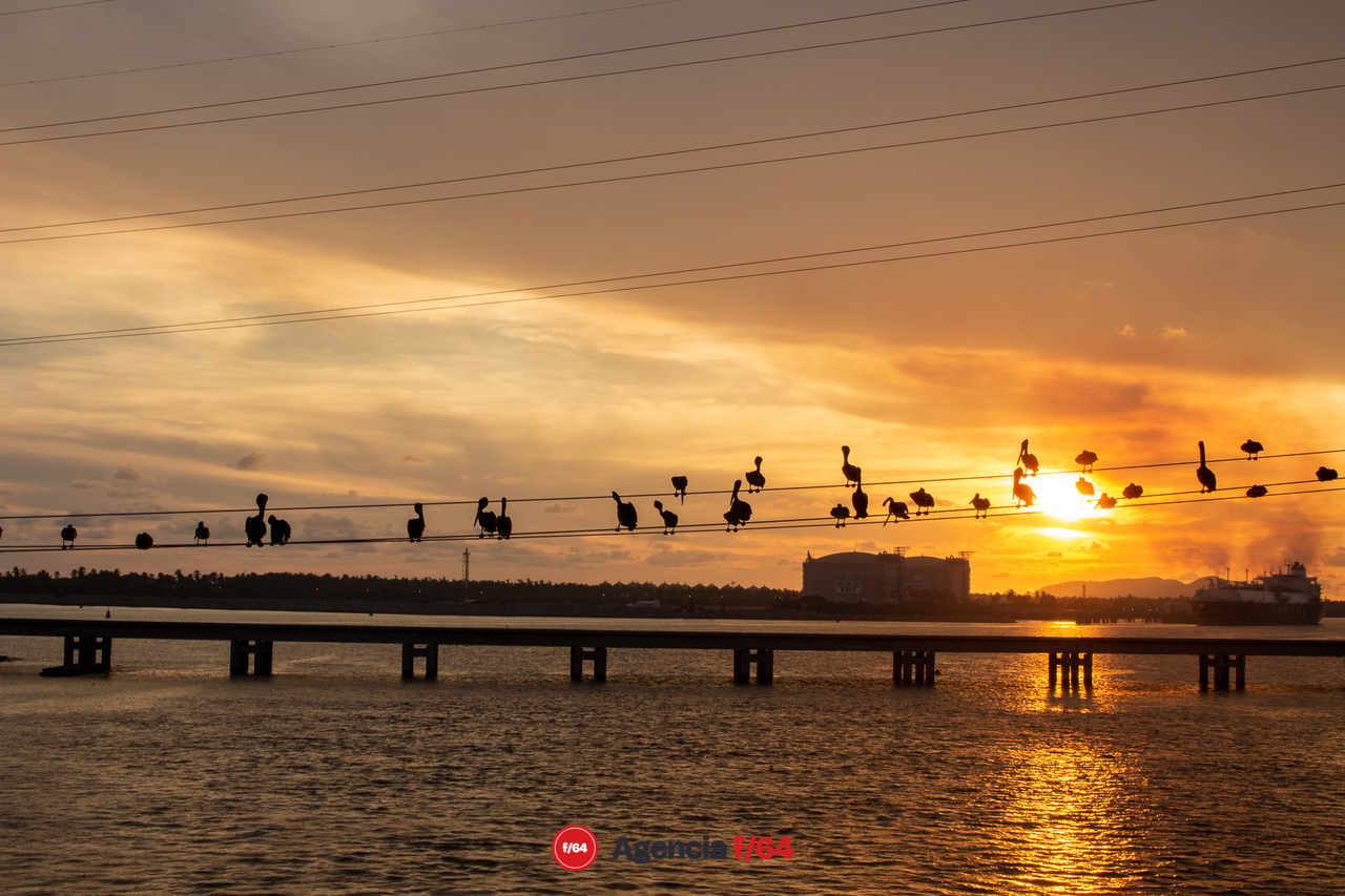 Varias decenas de pelícanos se posan sobre los cables en el atardecer.
Manzanillo, Colima.
#LaDiaria