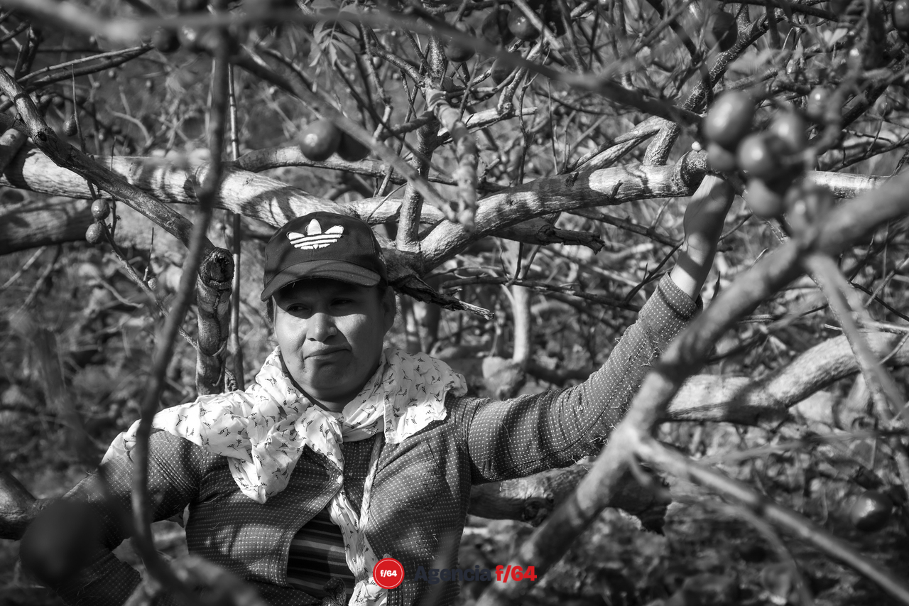Mujer enmarcada por las ramas de los árboles de ciruela, recolecta los frutos de temporada.
Zacualpan,Comala. 2020
#LaDiaria