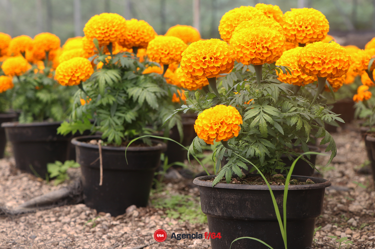 El color amarillo-naranja se adueña de distintas calles y con el se anuncia el día de muertos.