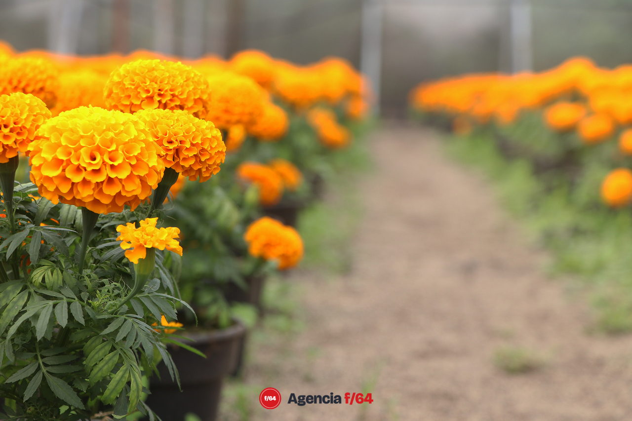 El color amarillo-naranja se adueña de distintas calles y con el se anuncia el día de muertos.