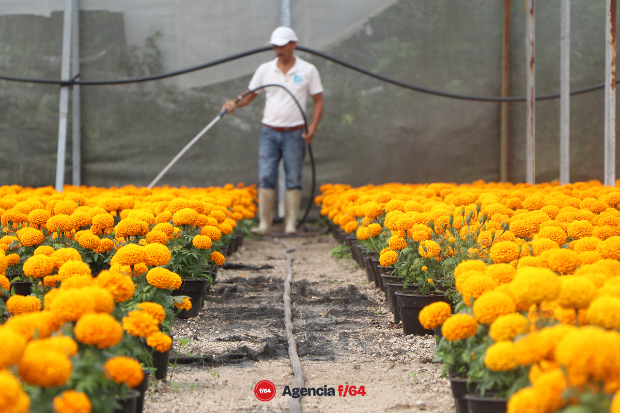 El color amarillo-naranja se adueña de distintas calles y con el se anuncia el día de muertos.