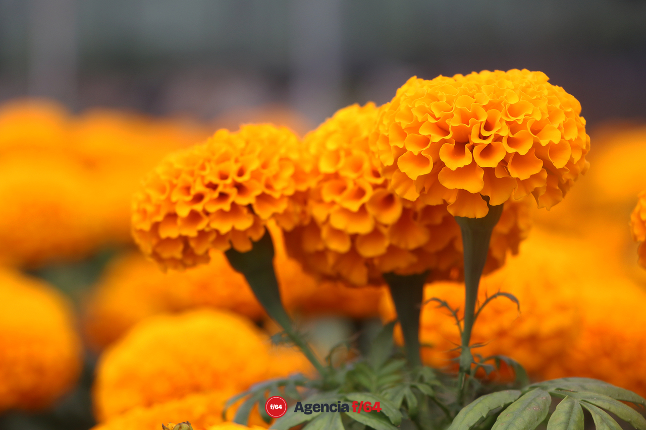 Cempasúchil, flor de muertos