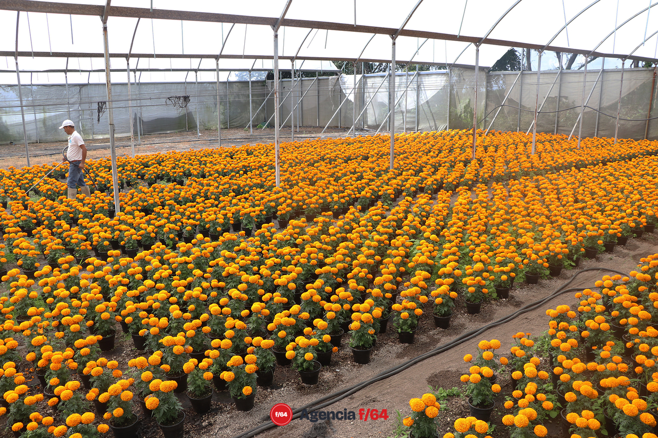 El color amarillo-naranja se adueña de distintas calles y con el se anuncia el día de muertos.