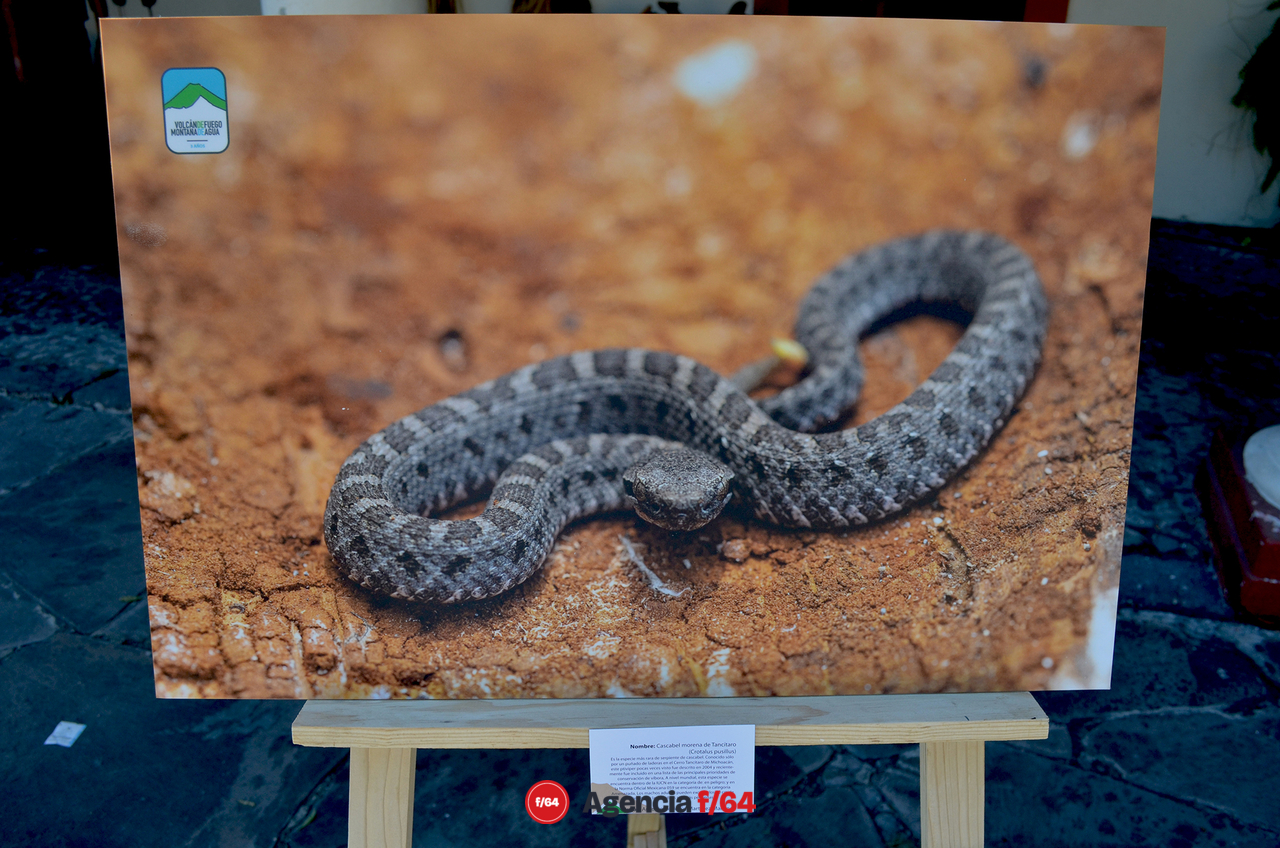 Fotografía de exposición