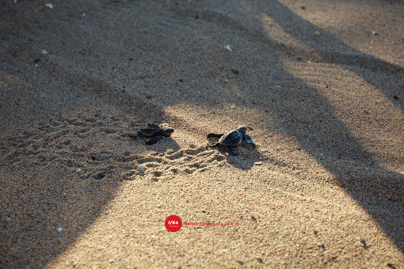 Rescate de tortuga golfina en Manzanillo