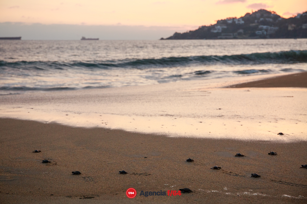 Rescate de tortuga golfina en Manzanillo