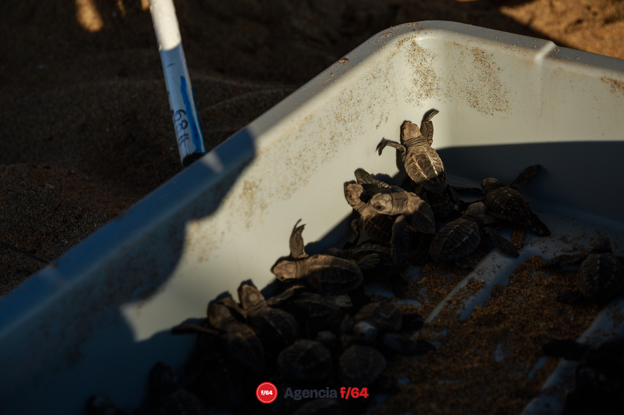 Las tortugas que nacen son liberadas ese mismo día en la playa durante la tarde.