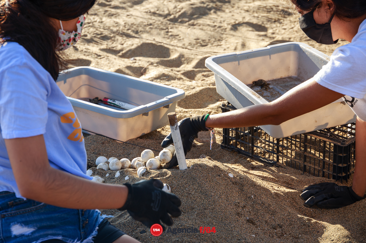 Voluntarias, alumnas de la Universidad de Colima revisan los nidos rescatados de las playas.