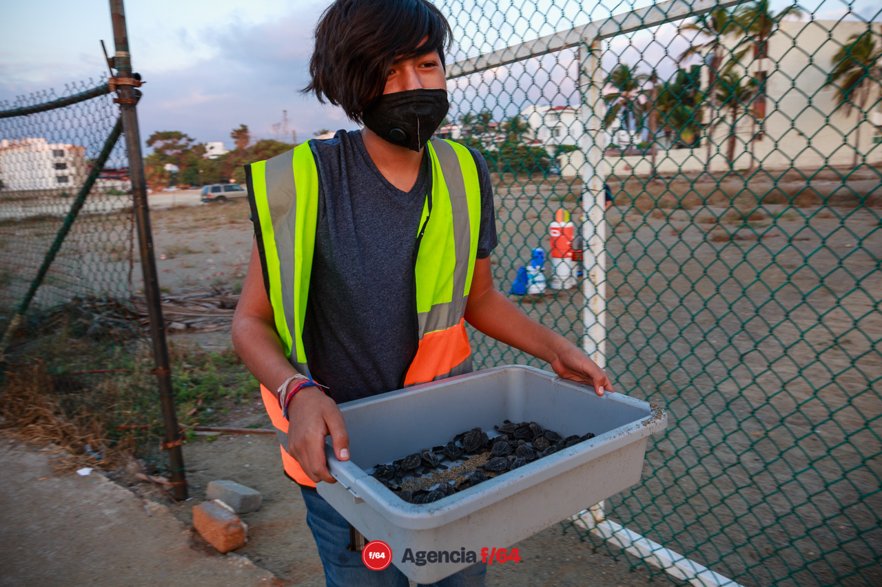 Las 52 tortugas nacidas ese día son transportadas a la playa para su liberación.