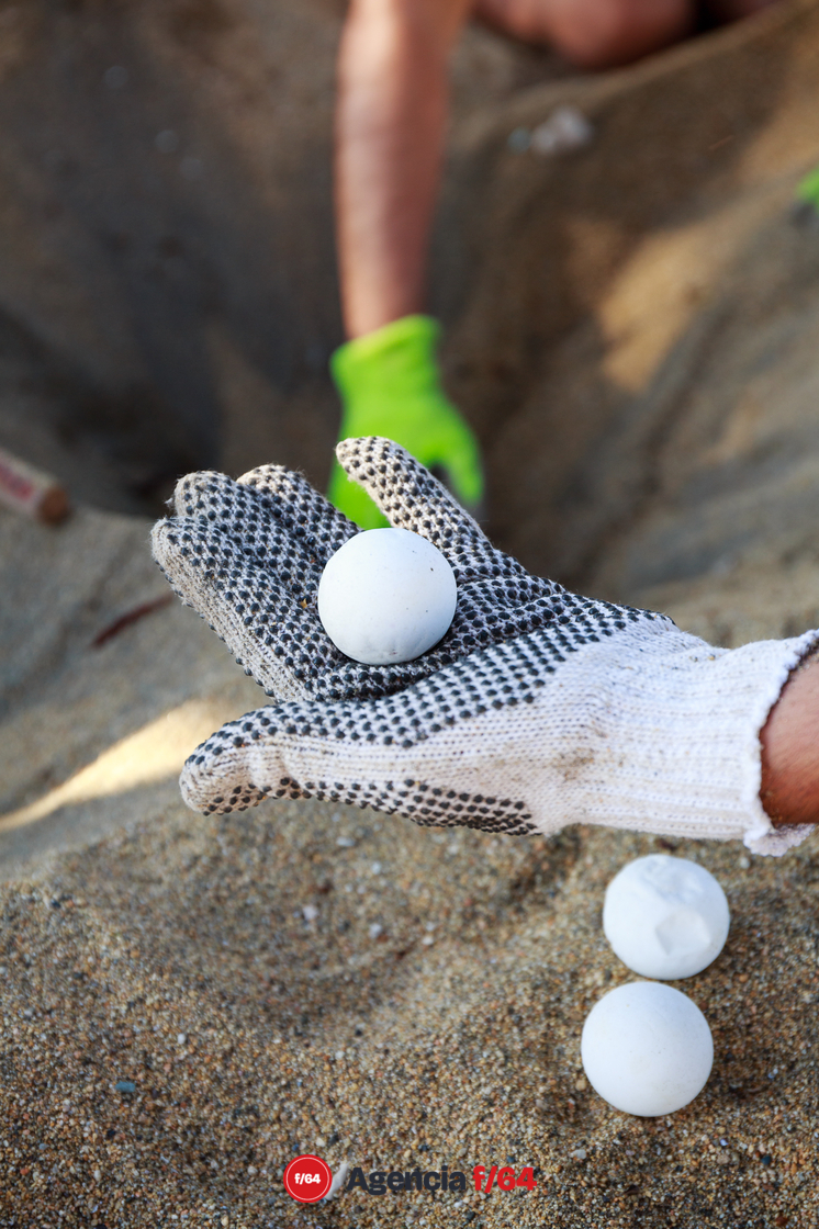 Los huevos son casi del tamaño de una pelota de golf.