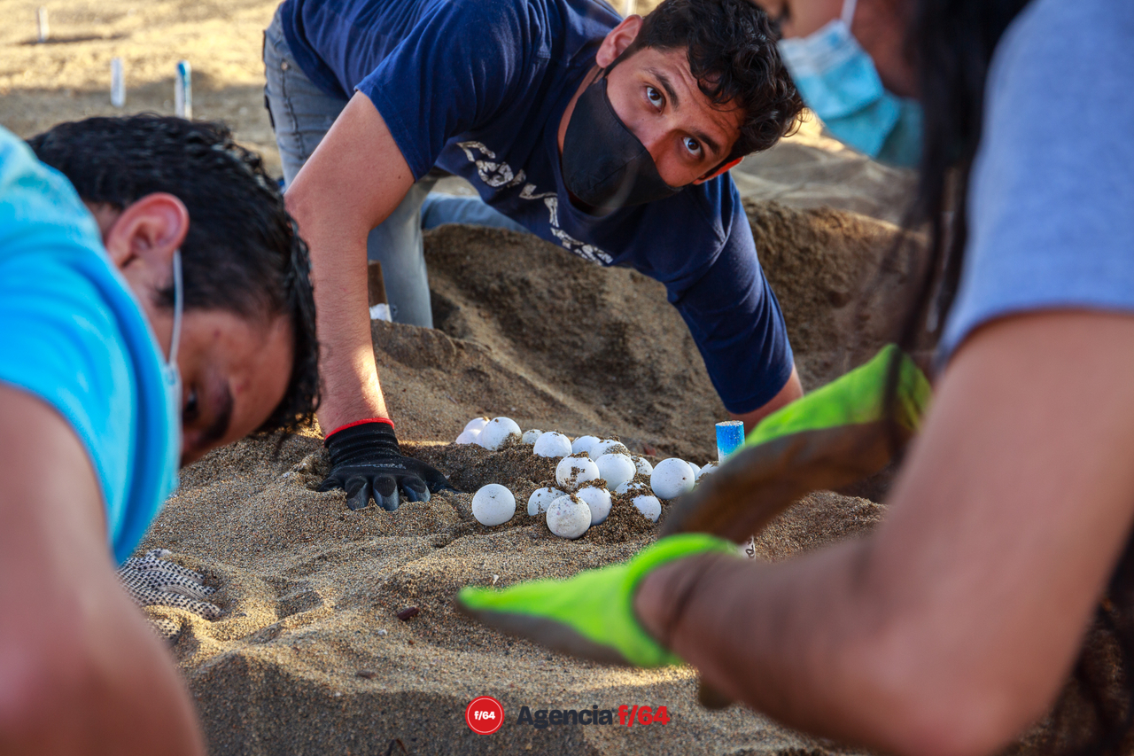 Durante la época de arribo de tortuga a la Bahía de Manzanillo, los voluntarios recorren las playas con la ayuda de la policía turística y del municipio para rescatar los huevos dejados por las tortugas.