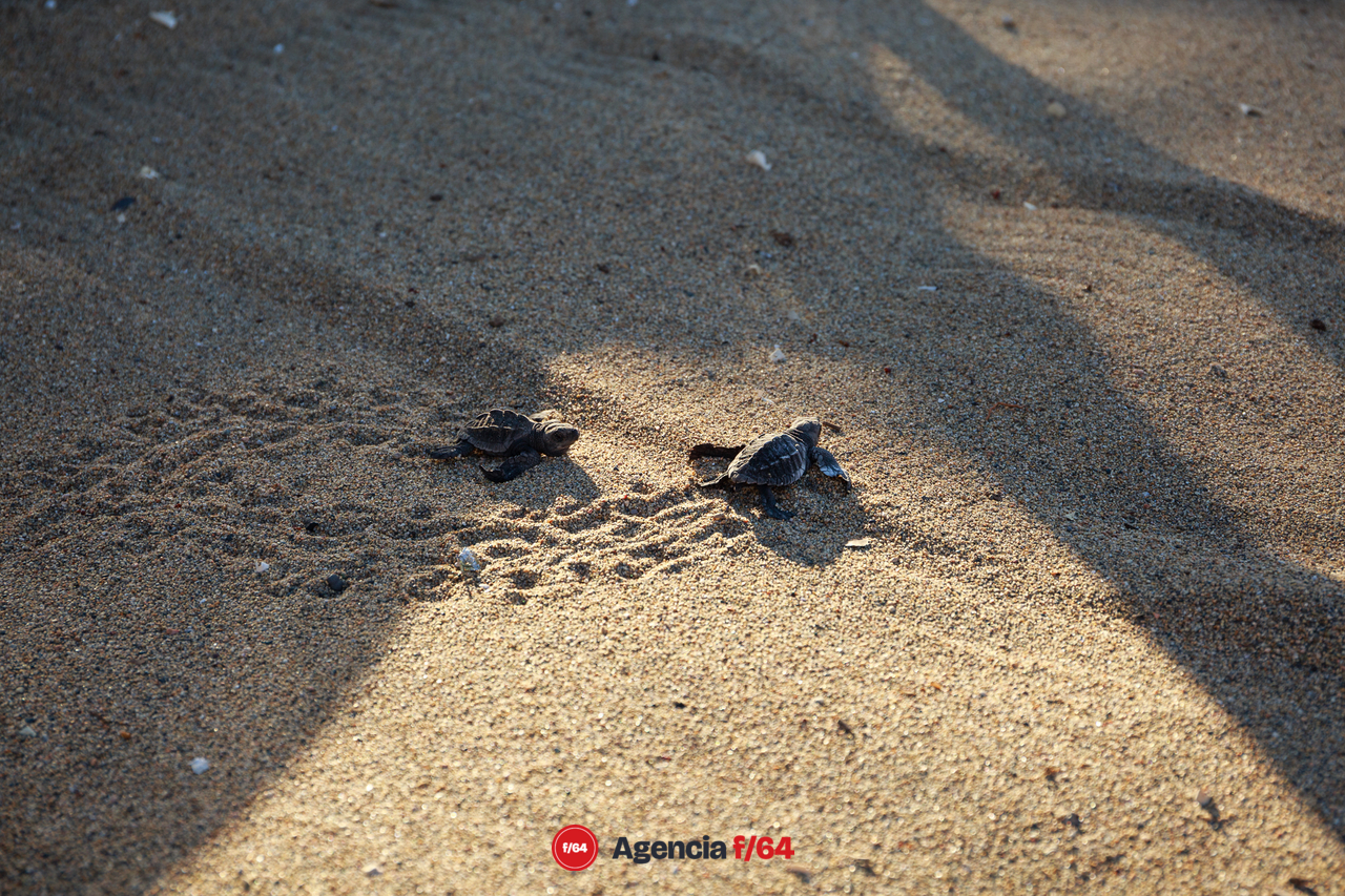 En el recorrido de ls tortugas dejan una marca identificable en la arena.