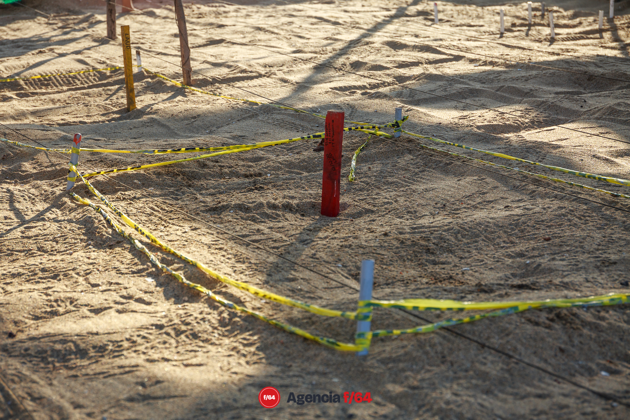 No es habitual encontrar tortugas laúd en las costas de Colima pero este año los voluntarios encontraron algunas que salieron a desovar en las playas. Actualmente hay dos nidos con alrededor de 70 huevos cada uno y se espera para mediados de Febrero 2022 poder liberarlas.