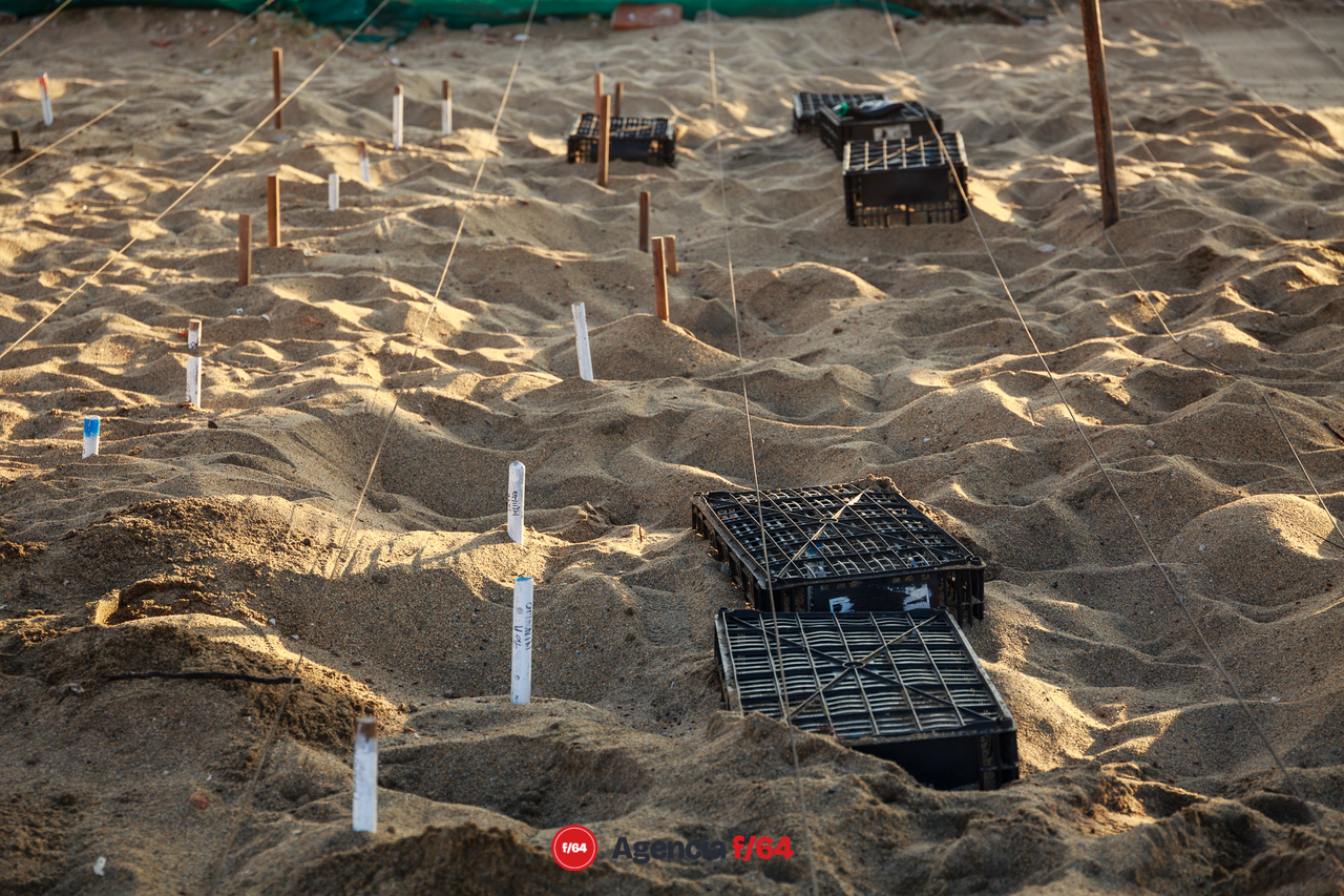 Para los nidos donde encuentran huevos o tortugas casi listas para emerger los cubren con rejas para evitar que las tortugas queden expuestas si salen cuando los voluntarios no están presentes y evitar que las aves la ataquen o los turistas las recojan en la playa en su camino al mar.