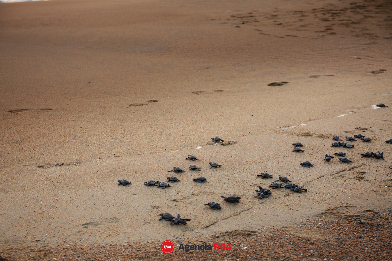 Tortugas liberadas dirigiéndose al mar.