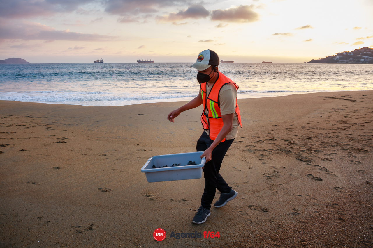 Un voluntario está a punto de colocar a las tortugas sobre la arena para que están emprendan su carrera al mar.