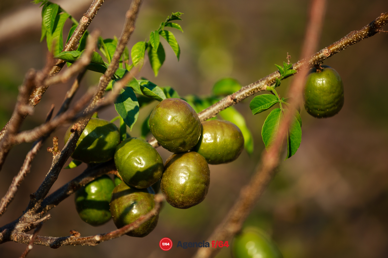 Temporada de ciruelas de Zacualpan
