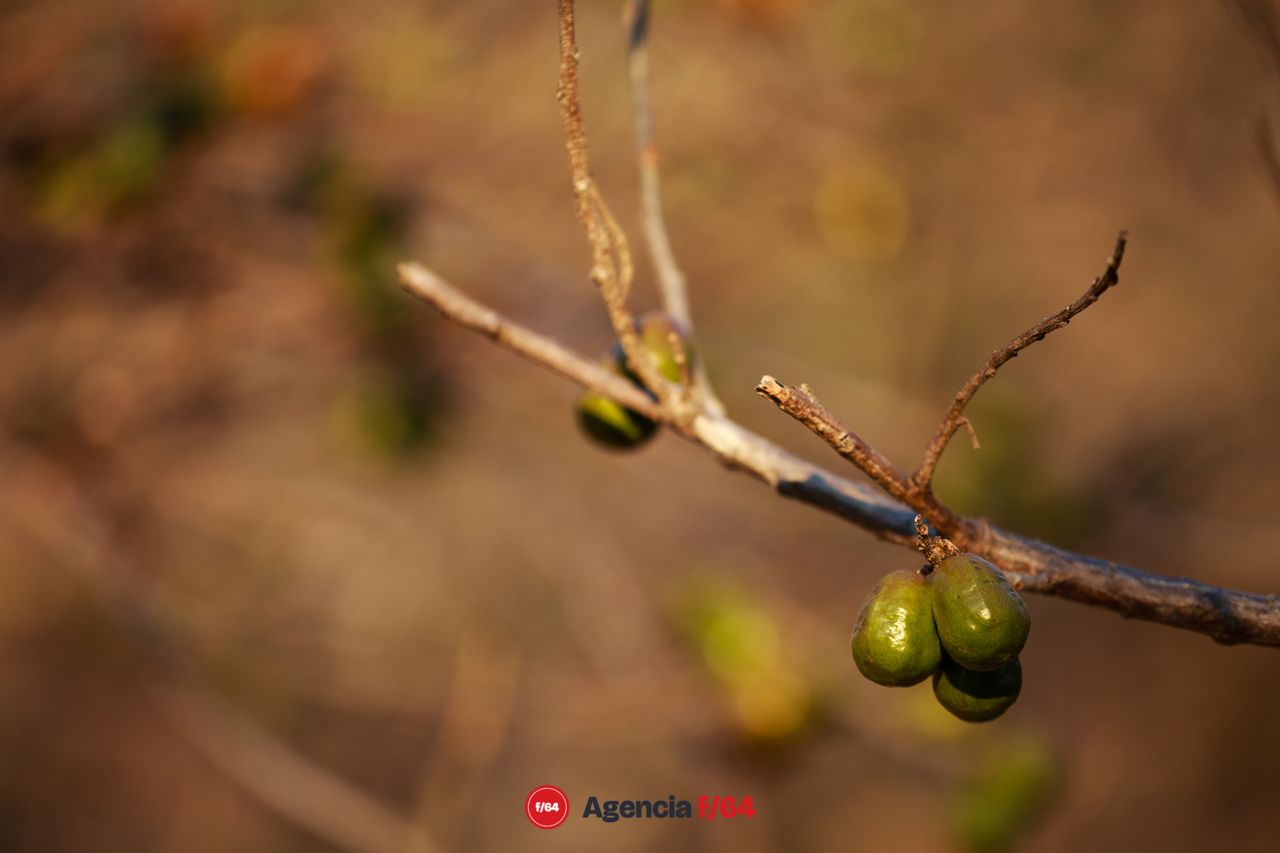 Temporada de ciruelas de Zacualpan Comala.