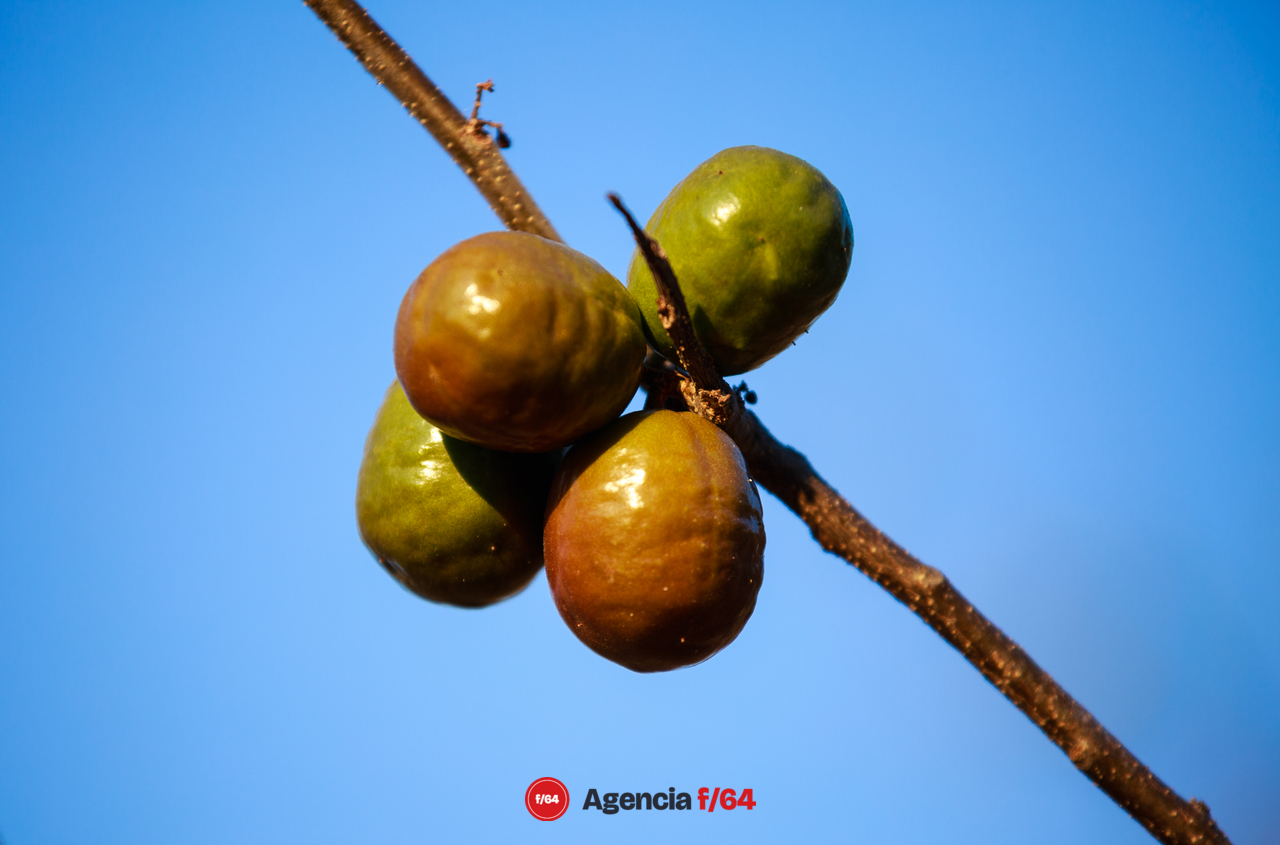 Temporada de ciruelas de Zacualpan Comala.