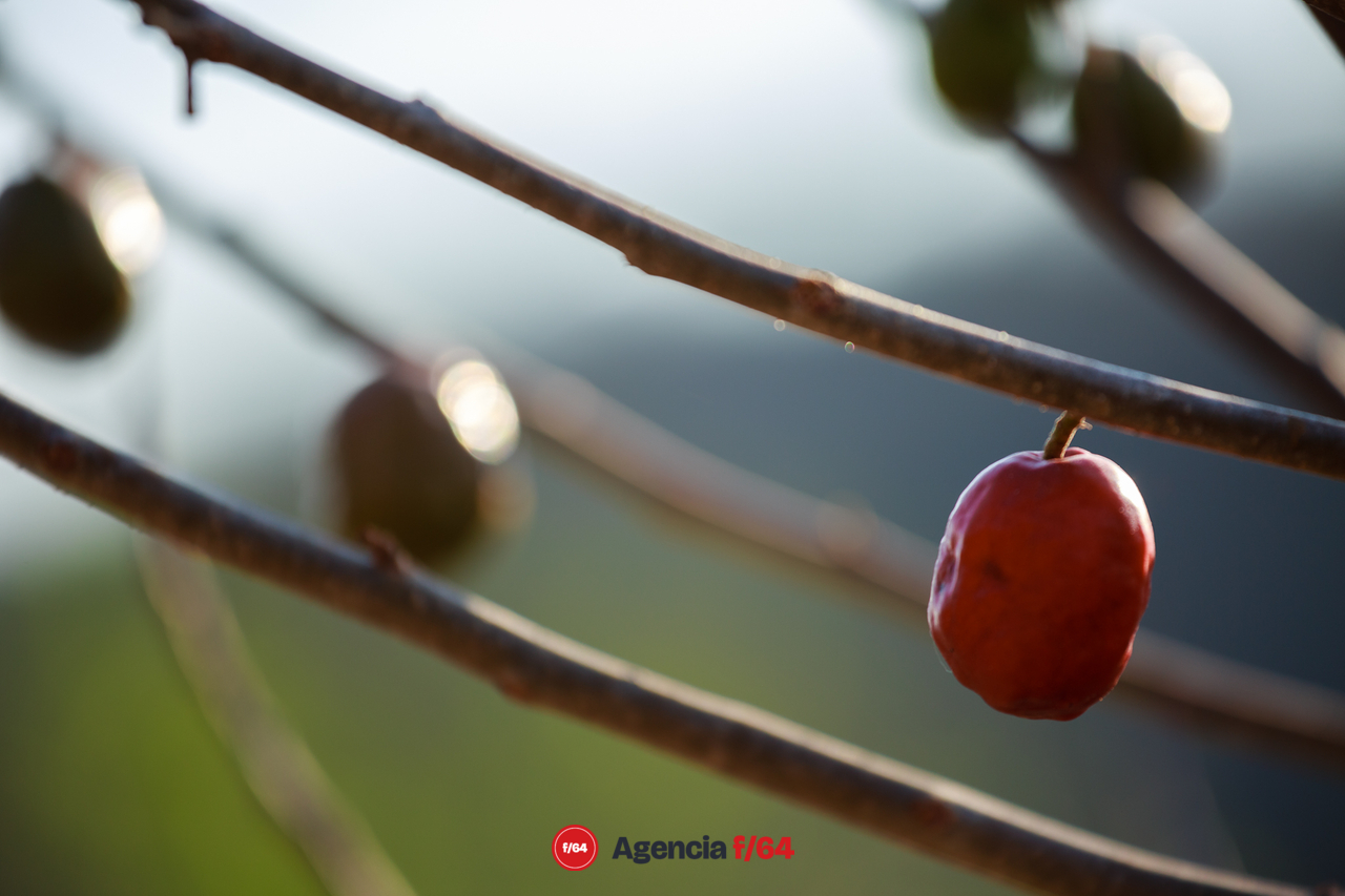 Temporada de ciruelas de Zacualpan Comala.
