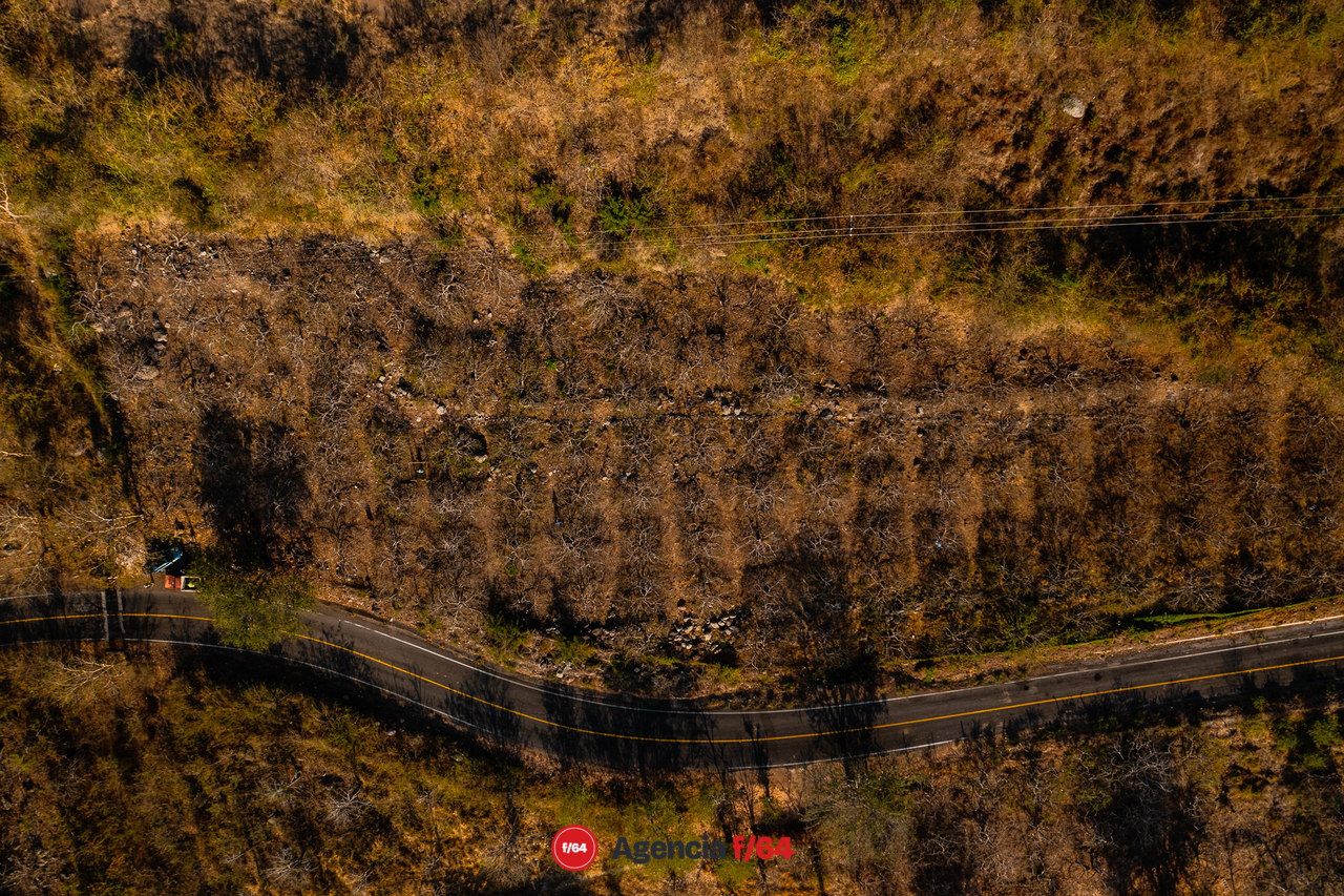 Pequeña area de cultivo de ciruela al costado de la carretera a Zacualpan Comala.
